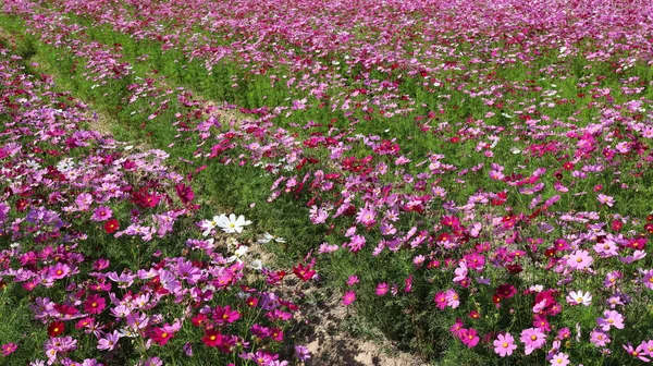 Fioriscono Fiori Del Cosmo Vari Colori Aster Messicano Cosmos Bipinnatus — Foto Stock