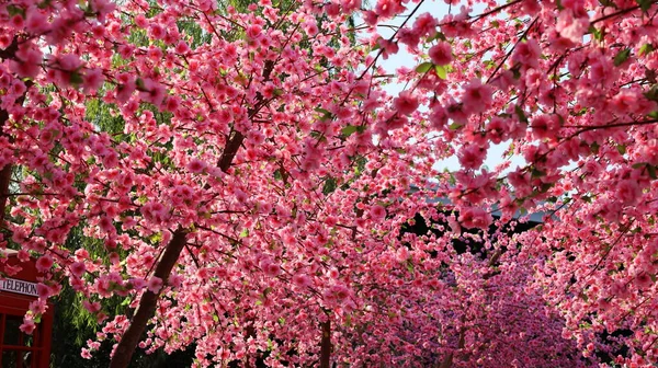 Krásné Umělé Třešňové Květy Růžové Květy Třešní Krásně Kvetou Stromě — Stock fotografie