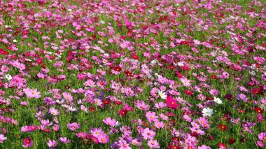 Beautiful multi-colored cosmos. Mexican Asters (Cosmos bipinnatus Cav.), Calm flowers bloom brightly in the morning sun with copy space. Selective focus