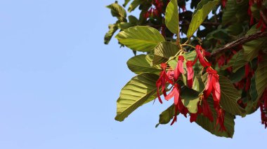 Dipterocapus intricatus Dyer. Yang Krat bitkisinin ya da Sabaeng 'in kırmızı meyvesi. Acı ve yaralar için Tayland bitkileri mavi gökyüzü arka planında fotokopi uzayı ile iyileşiyor. Seçici odak