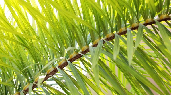 Branches and palm leaves. Details of fresh green palm leaves in natural sunlight. Select content and close focus.