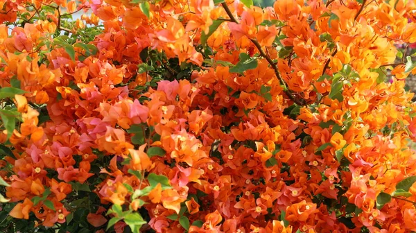Orange paper flowers bloom beautifully. Paper flower background or texture, Bougainvillea (Bougainvillea hybrid) A popular ornamental plant native to Brazil. Selective focus
