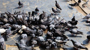 Birçok renkli güvercin kayalık zeminde beslenir. Açık havada güvercin beslemek. Odaklan ve bir nesne seç.