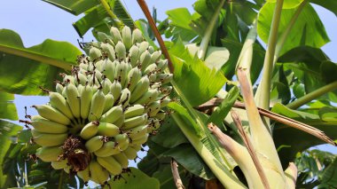 Ağaçta asılı bir avuç çiğ muz. Taze yeşil muz, yeşil muz yaprağı arka planında ishal ve mide ülserine iyi gelen tanenli tıbbi bir bitkidir..