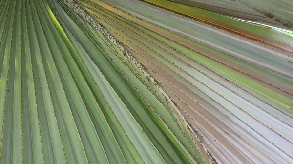 Dried and fresh palm leaf background. Colorful texture of palm leaves for background work. Selective focus