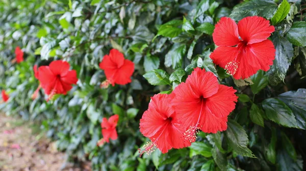 Hibisco Rojo Florece Una Cerca Verde Hibisco Una Hermosa Planta — Foto de Stock