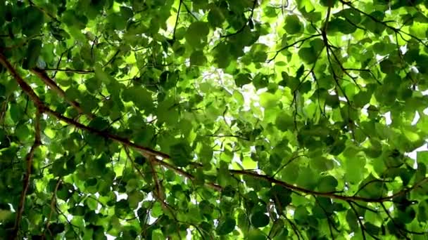 Verse Groene Bladeren Takken Fladderen Wind Onderaanzicht Geselecteerde Focus — Stockvideo