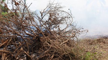 Bir yığın dalın dumanla yakın çekimi. Bahçede yanan dallardan ve kopyalanmış kuru yapraklardan çıkan beyaz duman. Seçici odak