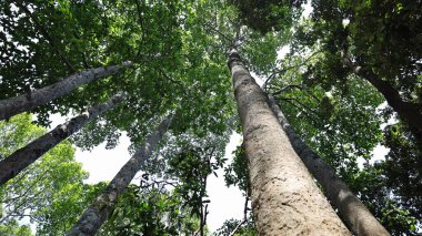 Doğal ormandaki ağaçlar. Alttaki güneşli tropikal bir ormanın yemyeşil yapraklı ağaçlarının arka planı.