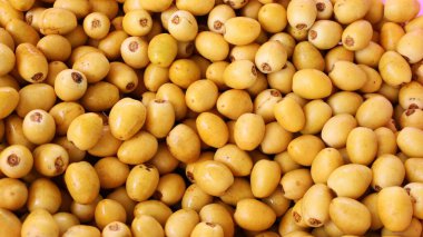 Taze sarı, meyve arkaplanı. Barhee veya Barhi palmiyesi (Phoenix Dactyifera L.) taze yemek için uygun sağlıklı bir meyvedir. Seçici föz