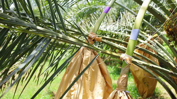 Apoiando Monte Frutas Palmeira Data Apoiar Cachos Frutos Palma Com — Fotografia de Stock