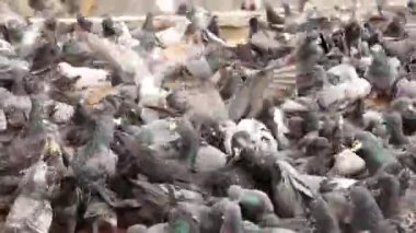 Çimento kaldırımında beslenen bir güvercin sürüsü. Birçok güvercin açık hava parklarında yiyecek için mücadele ediyor..