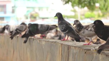 Taş bir duvarda oynayan güvercinler. Açık hava parkındaki bir ağacın altında dinlenen bir güvercin sürüsü..