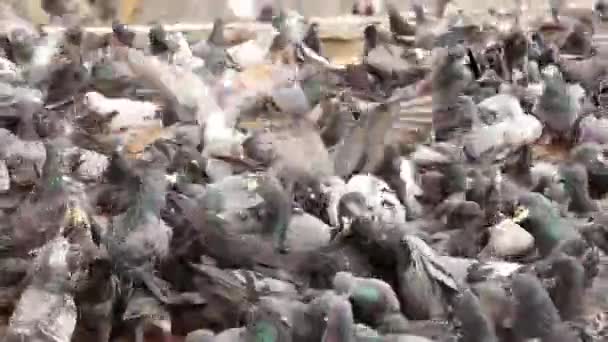 Flock Pigeons Feeds Cement Pavement Many Pigeons Scramble Food Outdoor — 图库视频影像