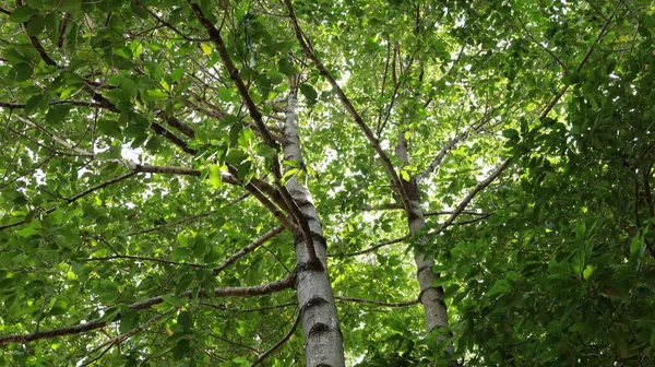 Dalları ve taze yeşil yaprakları olan bir ağaç. Yağmur mevsiminde yeşil bir ormandaki büyük bir ağacın arkaplan görüntüsü. Seçici odak