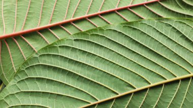 Kratom yapraklarının yapısı. Mitragyna Specosa, kratom yapraklarının arkasındaki kırmızı ve beyaz yapı çıplak gözle doğal olarak görülebilir. seçici odak