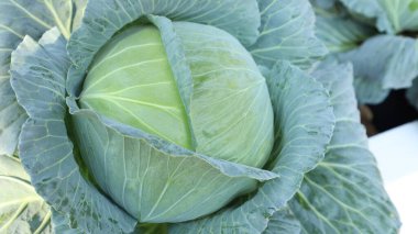 Taze lahana yakın çekim. Organik sebze, çiftlikte seçici odaklı büyük taze yeşil lahana..