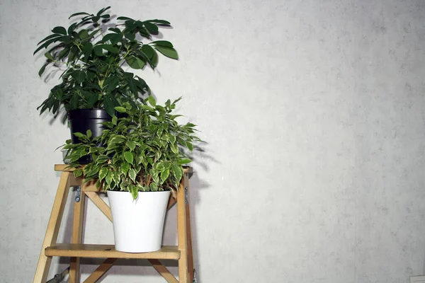 Pot Avec Plante Verte Dans Les Escaliers Sur Sol Bois — Photo