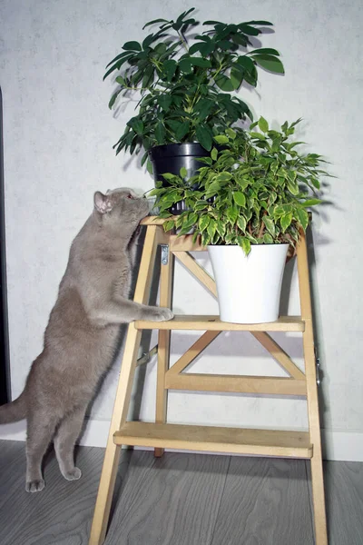 Potje Met Groene Plant Trap Houten Vloer Kamer Kat Van — Stockfoto