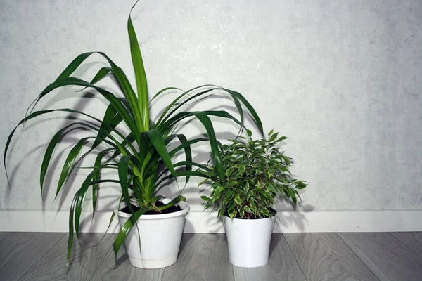 Pot Avec Plante Verte Sur Sol Bois Dans Chambre — Photo