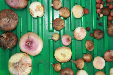 Yeşil zemin üzerindeki birçok farklı renkli gladiolus çiçek soğanının görüntüsünü kapat