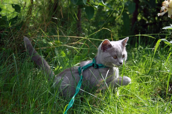 Mavi gri kürklü İngiliz Shorthair kedisi. Metin için boşluk.