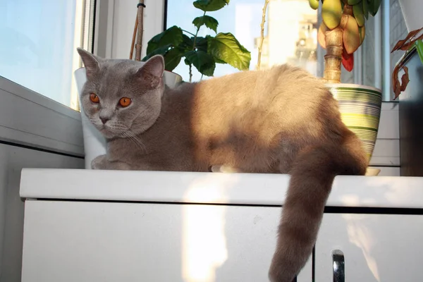 Retrato Gato Raza Británica Taquigrafía Con Piel Gris Azul Sentado —  Fotos de Stock