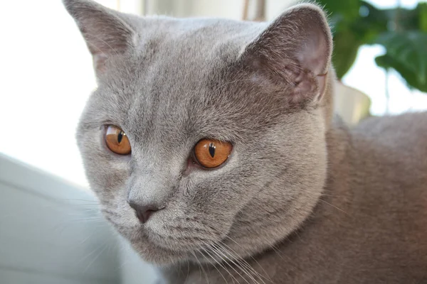 Portret Kota Rasy British Shorthair Niebieskim Szarym Futrem Siedzącym Parapecie — Zdjęcie stockowe