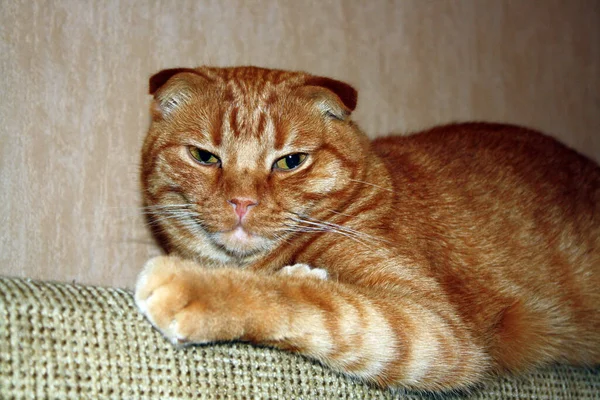 Retrato Gato Fold Escocés Piel Roja Espacio Para Texto —  Fotos de Stock