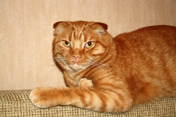 Porträt Einer Scottish Fold Katze Mit Rotem Fell Raum Für — Stockfoto