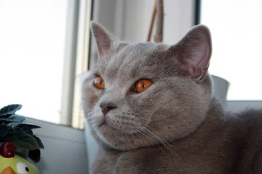 İngiliz Shorthair kedisi, mavi gri kürklü. sarı gözlü evcil hayvan.