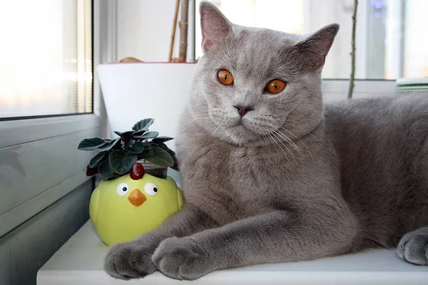 青い灰色の毛皮で英国の短毛の品種の猫 黄色い目の国内ペット — ストック写真
