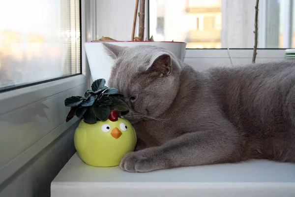 Kočka Britského Krátkosrstého Plemene Modrošedou Srstí Domácí Mazlíček Žlutýma Očima — Stock fotografie