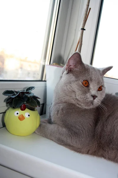 Gato Británico Taquigrafía Crianza Con Azul Gris Piel Mascota Doméstica —  Fotos de Stock