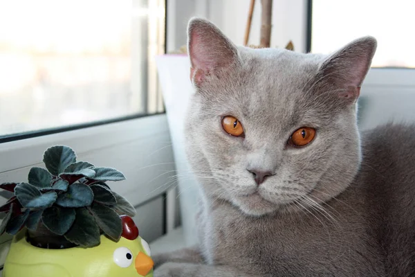 Katze Der Britisch Kurzhaar Rasse Mit Blaugrauem Fell Haustier Mit — Stockfoto