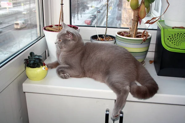 Katze Der Britisch Kurzhaar Rasse Mit Blaugrauem Fell Haustier Mit — Stockfoto