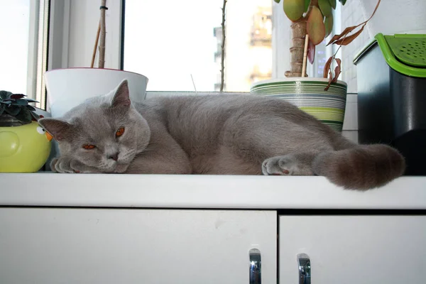 Gato Raça Shorthair Britânica Com Pele Cinza Azul Animal Doméstico — Fotografia de Stock