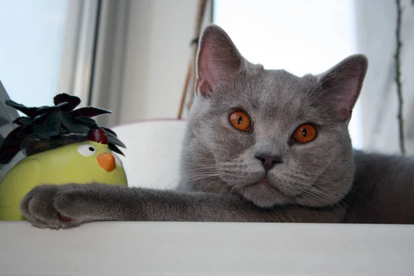 Gato Británico Taquigrafía Crianza Con Azul Gris Piel Mascota Doméstica —  Fotos de Stock