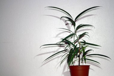 Çiçek saksısında bir saksı, duvarın yanındaki bir masada..