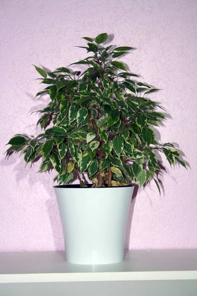 Zimmerpflanze Blumentopf Auf Einem Tisch Neben Der Wand — Stockfoto