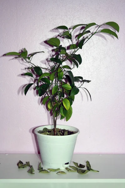 Planta Casa Maceta Una Mesa Cerca Pared Hojas Caídas — Foto de Stock