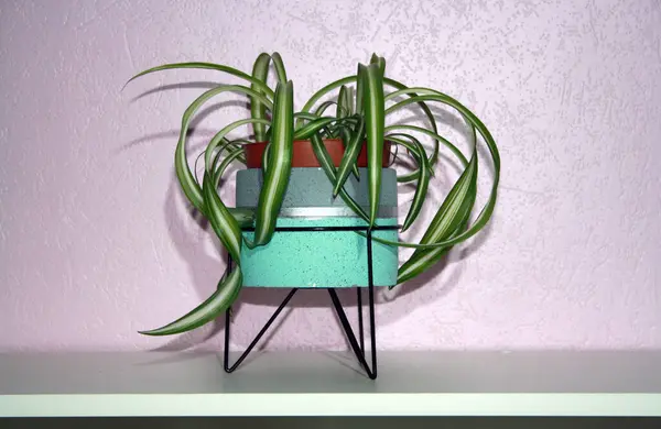 Plante Intérieur Pot Fleurs Sur Une Table Près Mur — Photo