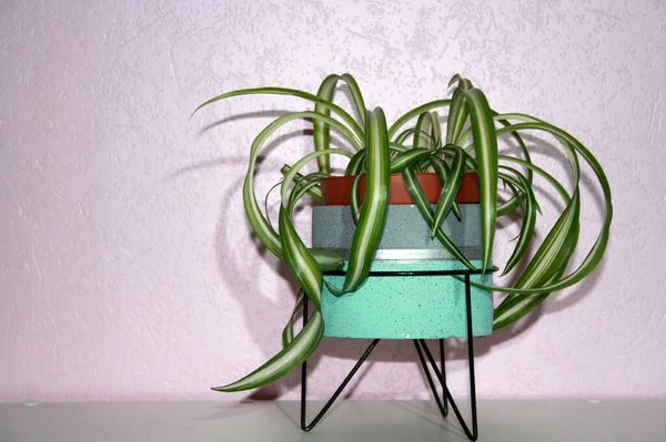 Plante Intérieur Pot Fleurs Sur Une Table Près Mur — Photo