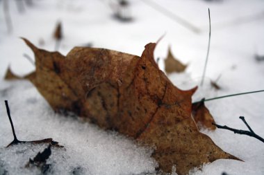 Kuru kahverengi bir akçaağaç yaprağı karın üzerinde yatar. Metin için boşluk.