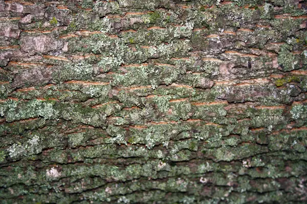 樹皮の質感 テキスト用のスペース — ストック写真