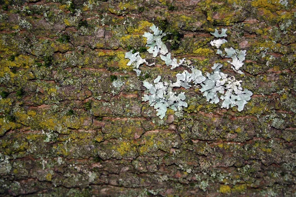 Baumrindenstruktur Hintergrund Raum Für Text Kiefer — Stockfoto