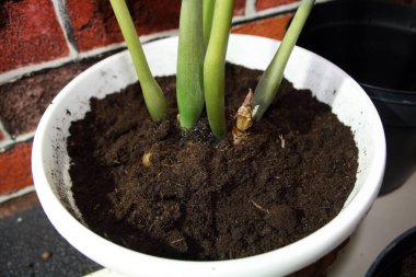 Zamiaculcas, yerdeki beyaz tencerede bir dolar ağacı. Aktar. Bitkinin kökleri çürüdü..