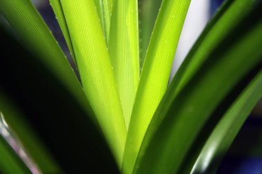 Pandanus 'un yeşil yaprakları. Metin için arka plan. Çiçek..