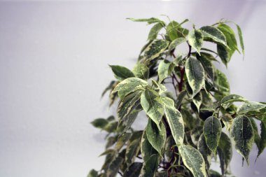 Benjamin 'in yapraklarında su damlaları olan çeşitli çiçekleri. Metin için arkaplan.