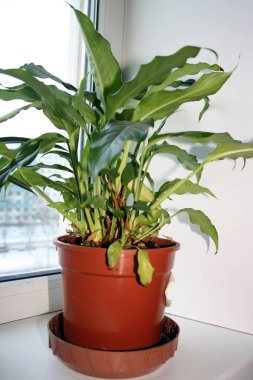 Pencere kenarında bir tencerede Spatphyllum. Arkaplan.